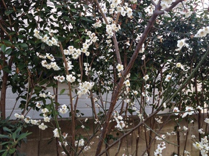 uemura_blog20140318.JPG