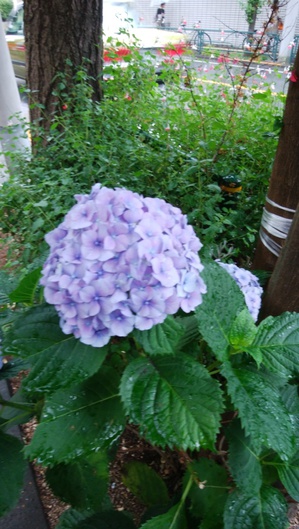 アジサイ青紫.jpg